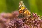 USA, New Mexico. Backlit painted lady butterfly on flower. Art Print
